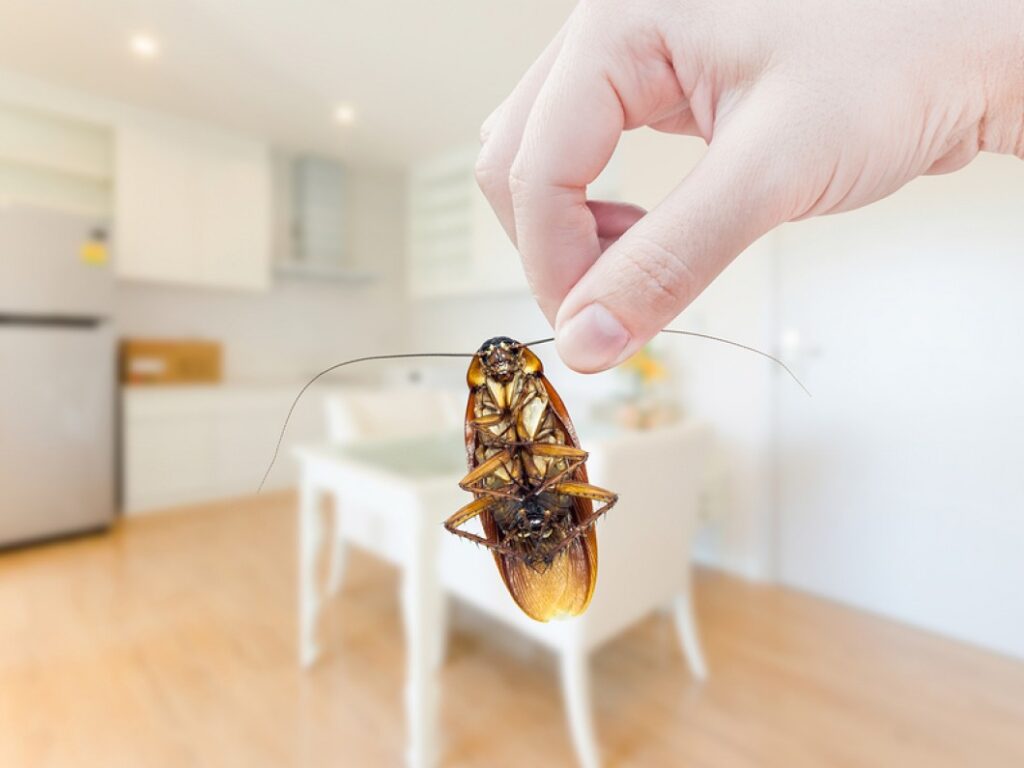 Evaluate the Effectiveness of a Professional Cockroach Exterminator